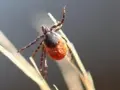Kleszcz na źdźble trawy, potencjalne zagrożenie boreliozą i fsme immun.