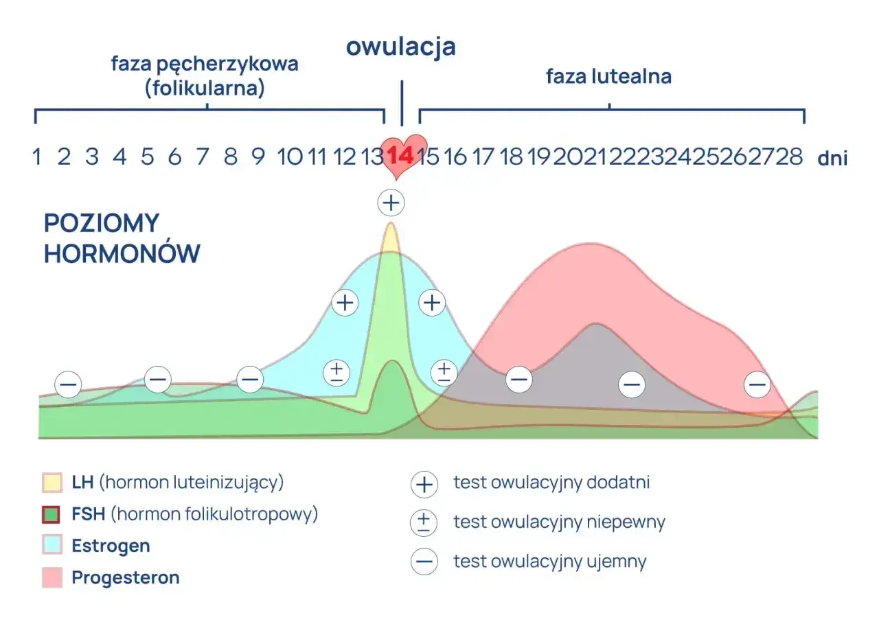 Wykres poziomu hormonów w cyklu menstruacyjnym. Szczyt LH przed owulacją, a potem wzrost progesteronu. Testy owulacyjne pokazują zmiany.