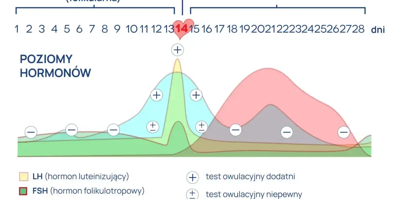 Wykres poziomu hormonów w cyklu menstruacyjnym. Szczyt LH przed owulacją, a potem wzrost progesteronu. Testy owulacyjne pokazują zmiany.
