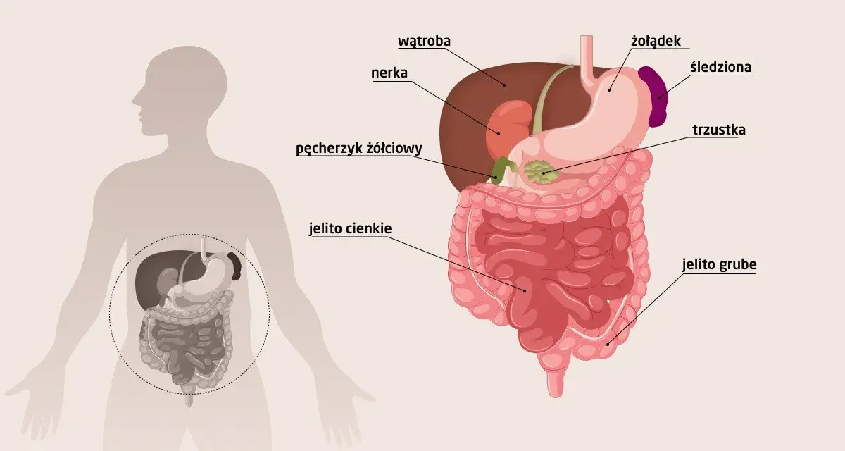 USG jamy brzusznej co wykrywa: wątrobę, nerki, żołądek, jelita, pęcherzyk żółciowy, trzustkę, śledzionę. Pomaga ocenić narządy i wykryć choroby.