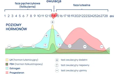 Wykres poziomu hormonów w cyklu menstruacyjnym. Szczyt LH przed owulacją, a potem wzrost progesteronu. Testy owulacyjne pokazują zmiany.