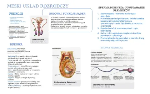 Męski układ rozrodczy: budowa jąder, powstawanie plemników i budowa plemnika.