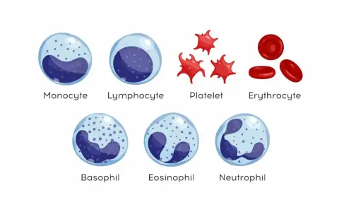 Ilustracja komórek krwi: monocyt, limfocyt, płytka krwi, erytrocyt, bazofil, eozynofil, neutrofil. Podwyższone leukocyty mogą wskazywać na infekcję.