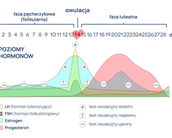 Wykres poziomu hormonów w cyklu menstruacyjnym. Szczyt LH przed owulacją, a potem wzrost progesteronu. Testy owulacyjne pokazują zmiany.