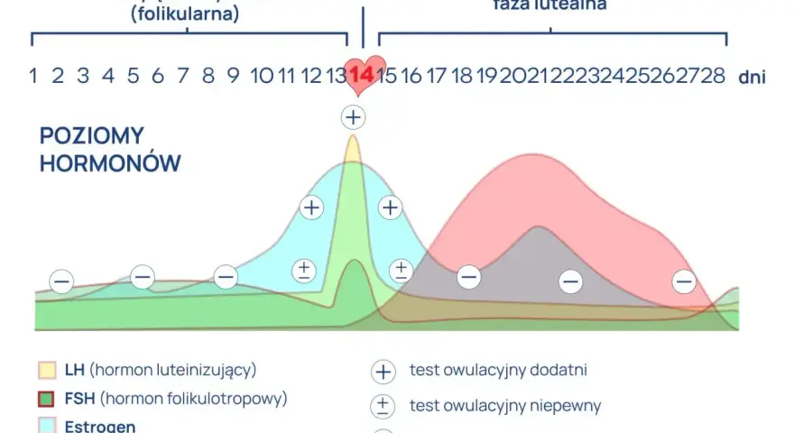Wykres poziomu hormonów w cyklu menstruacyjnym. Szczyt LH przed owulacją, a potem wzrost progesteronu. Testy owulacyjne pokazują zmiany.