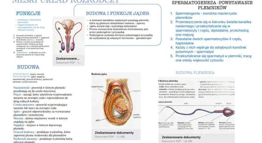 Męski układ rozrodczy: budowa jąder, powstawanie plemników i budowa plemnika.