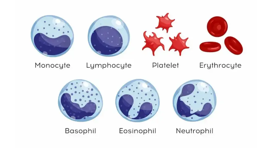Ilustracja komórek krwi: monocyt, limfocyt, płytka krwi, erytrocyt, bazofil, eozynofil, neutrofil. Podwyższone leukocyty mogą wskazywać na infekcję.